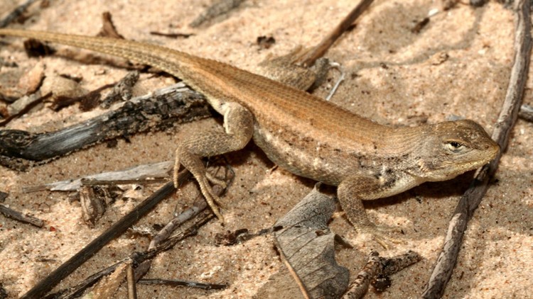 The dunes sagebrush lizard, or Sceloporus arenicolus, is the subject of a much-vaunted Texas private-public conservation plan. (MIKE HILL / U.S. FISH AND WILDLIFE SERVICE)